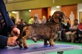 Crufts2010 448